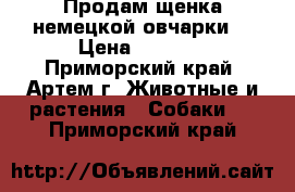 Продам щенка немецкой овчарки. › Цена ­ 5 000 - Приморский край, Артем г. Животные и растения » Собаки   . Приморский край